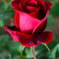 Image of Ladies and couples