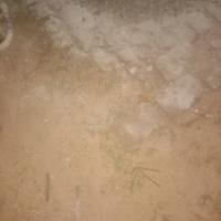 Image of ආදරෙයි listing image